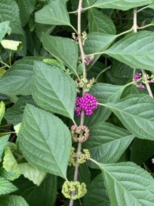 2022-02-11 Key West Garden Club berries