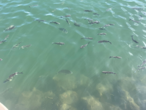 Fish in the marina