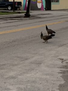 Why did the peacocks cross the road?