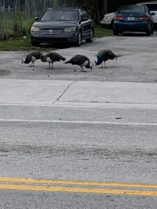 Peacock hens, strolling near the park