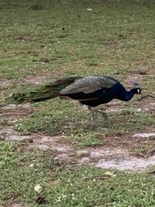 The males have the beautiful tails.