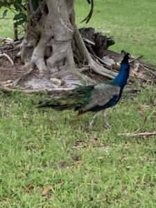 The Peacock Strut!