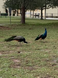 Seriously? More peacocks!