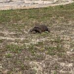 Terrifying tortoise stealthily stalking me...