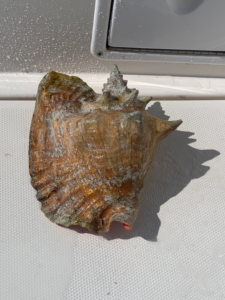 Conch Shell