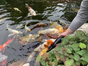 2023-10-15 Falling Waters Gardens Christina feeding koi1