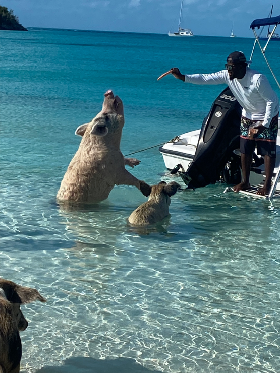 Swimming Pigs being fed by charter boat