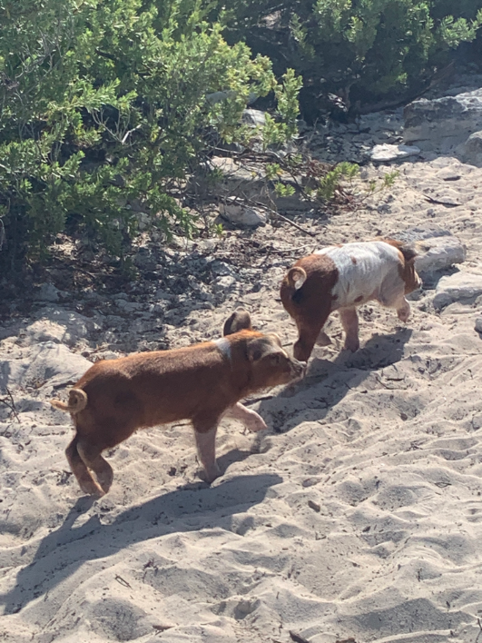 Piglets on Pig Beach