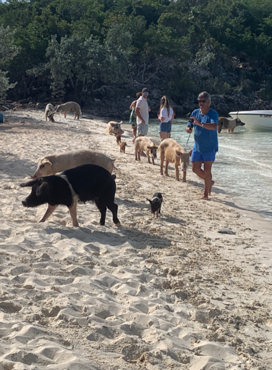 Tourists at Pig Beach