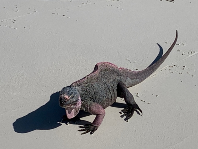 2023-02-10 Iguana on Beach2