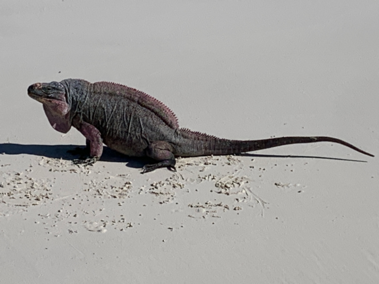 2023-02-10 Iguana1