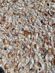 2023-02-11 beach sand shells