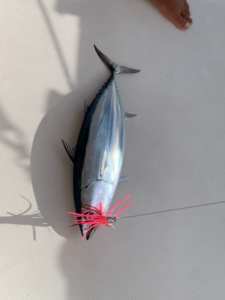 Fresh caught tuna