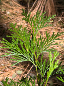 2024-10-13 fern tree branch