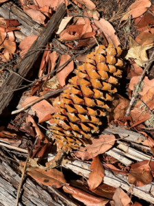 2024-10-13 pinecone at dads