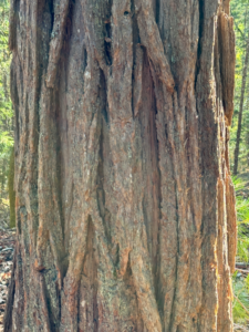 2024-10-13 tree trunk at dads1