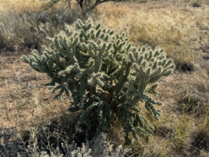 Cactus Love! ❤️ 🌵