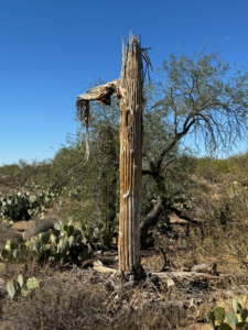 Cactus Carcass at the Episcopal Church of the Apostles