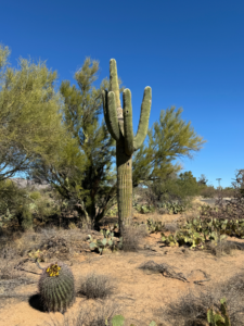 Cactus Love, Episcopal Church of the Apostles