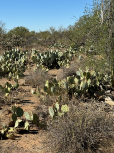 Cactus Love, Episcopal Church of the Apostles