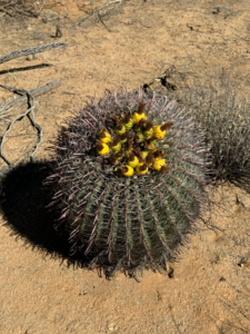 Cactus Love, Episcopal Church of the Apostles