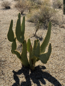 Cactus Love, Episcopal Church of the Apostles