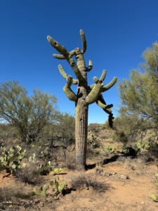 Cactus Love, Episcopal Church of the Apostles