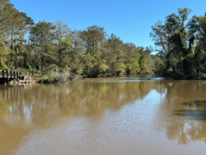 Bayou beauty