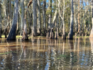 The bayou is its own kind of beautiful