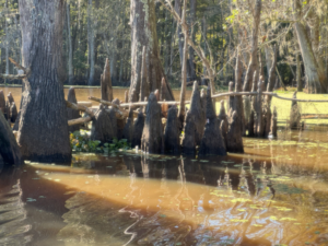 'Cypress Knees' on the bayou