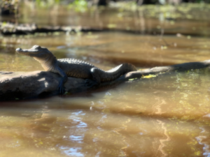 We saw a baby gator working on its tan!