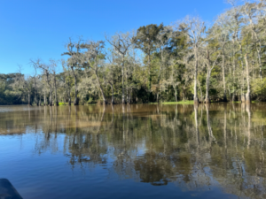 The bayou has its own beauty.